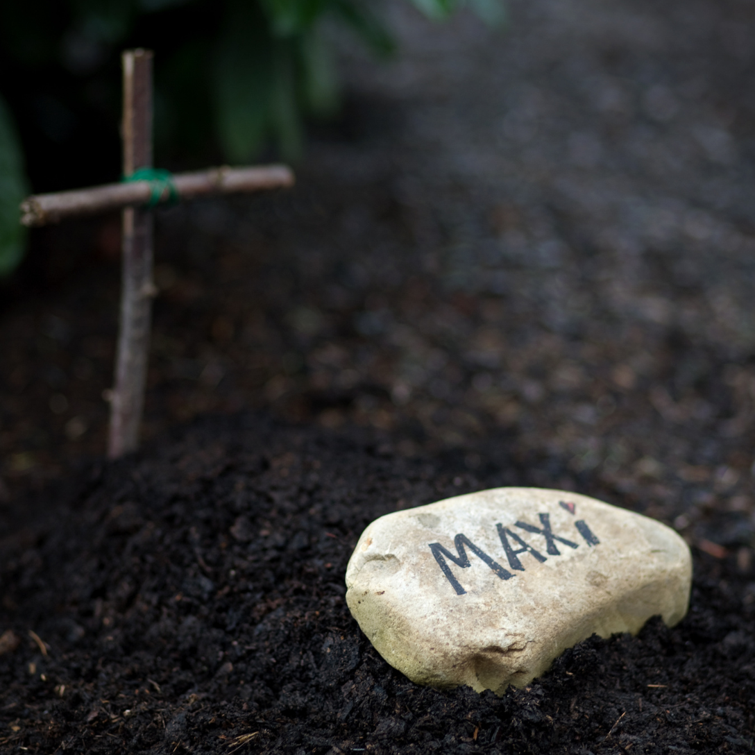 Huisdier begraven in de tuin in Vlaanderen: wat mag wel en niet?